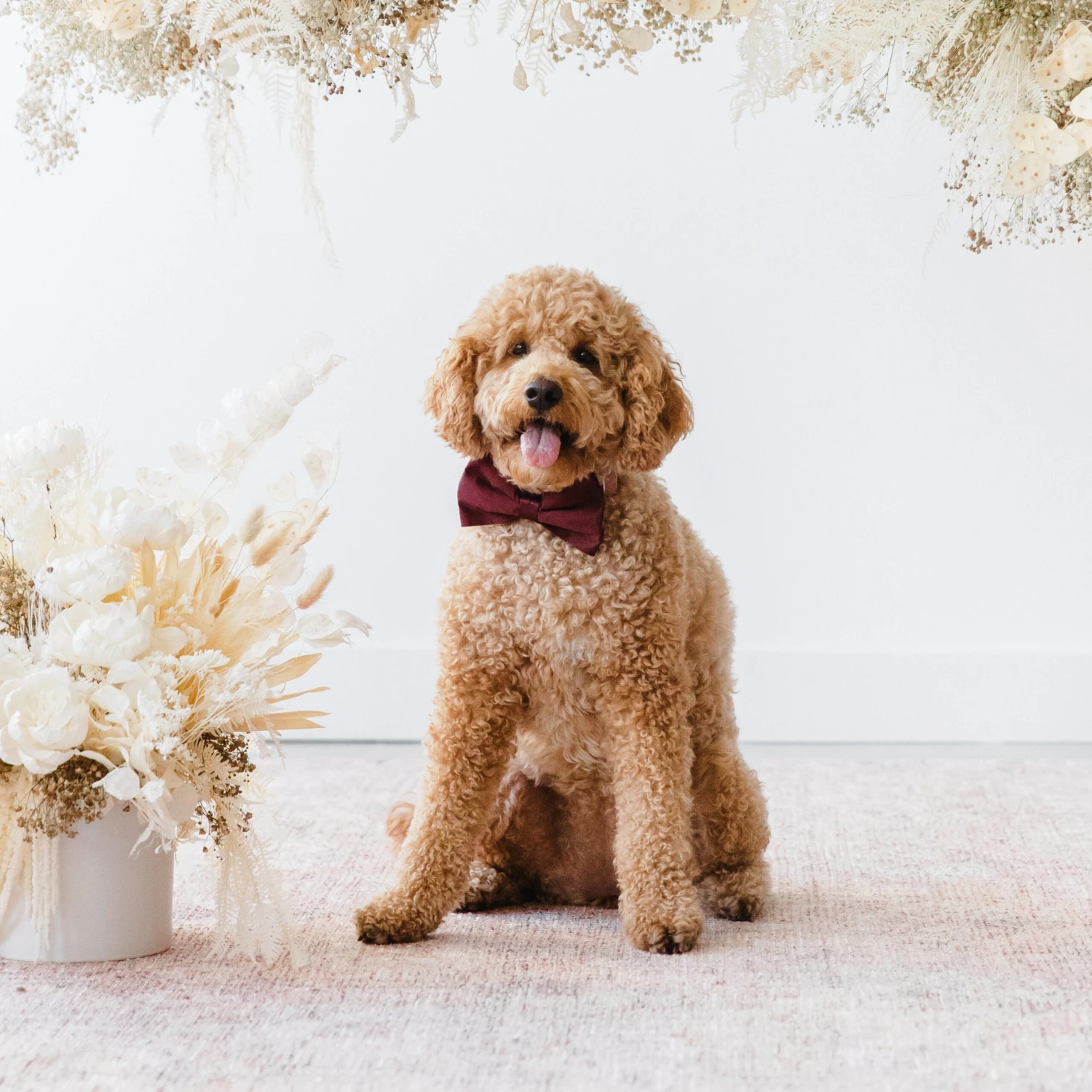 Sadie Dog Bow Tie Collar - Sheen Cabernet - Image 2