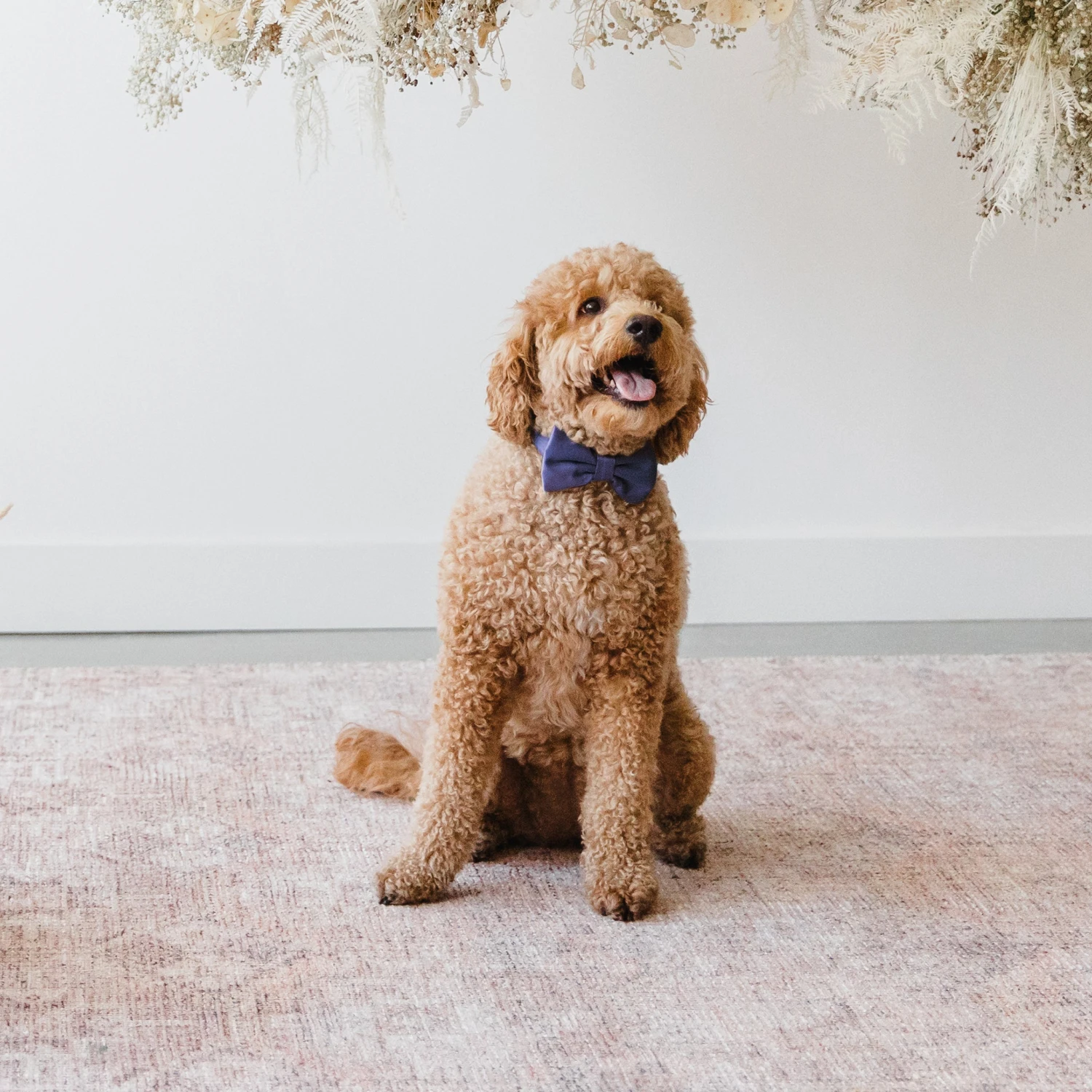 Sadie Dog Bow Tie Collar - Sheen Navy - Image 2