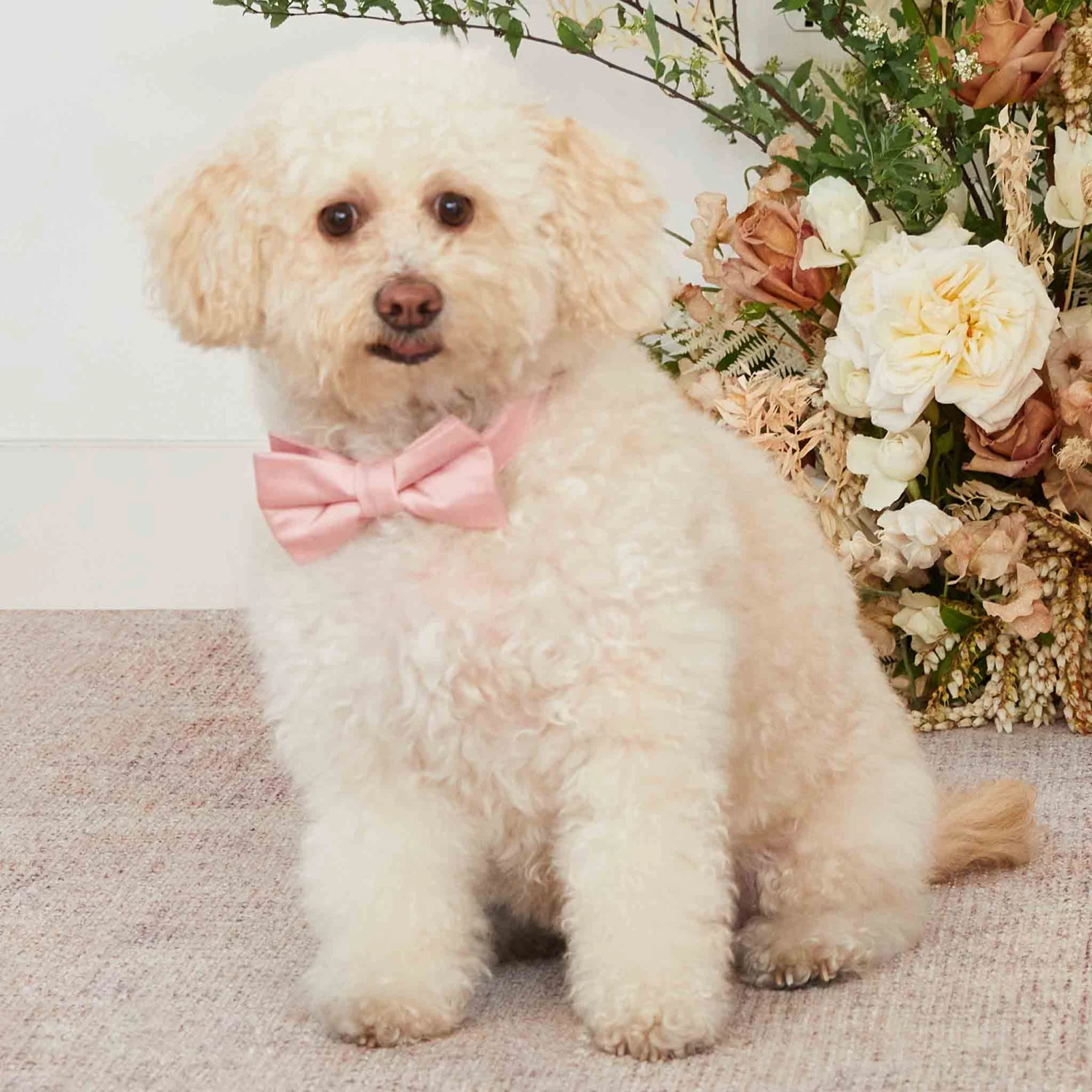 Sadie Dog Bow Tie Collar - Dusty Rose - Image 2