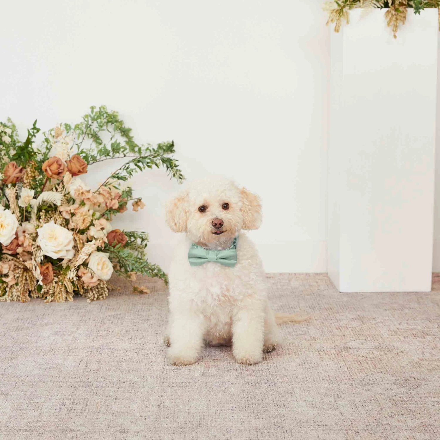 Sadie Dog Bow Tie Collar - Sea Glass - Image 4